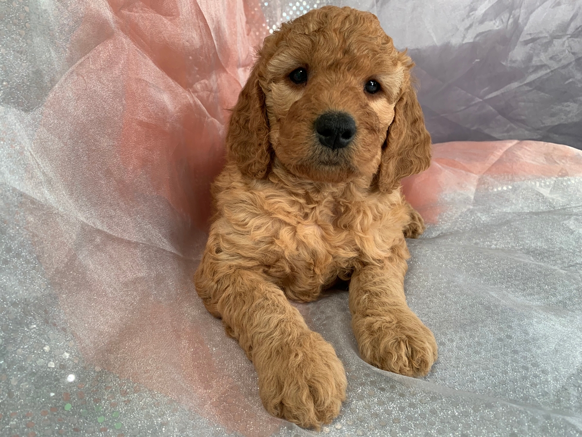 Red Miniature Goldendoodle Puppies For Sale, Female Puppy $1800 DOB 9-28-2021